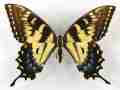 Papilio glaucus female (melanic aberration 001) Internet Image property of respective owner, non-commercial use only